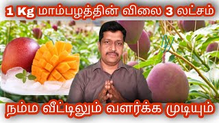 Miyazaki mango in India Tamil I Miyazaki seed in Tamil I Kohitur Mango I Ravikumar I SR I Tamil