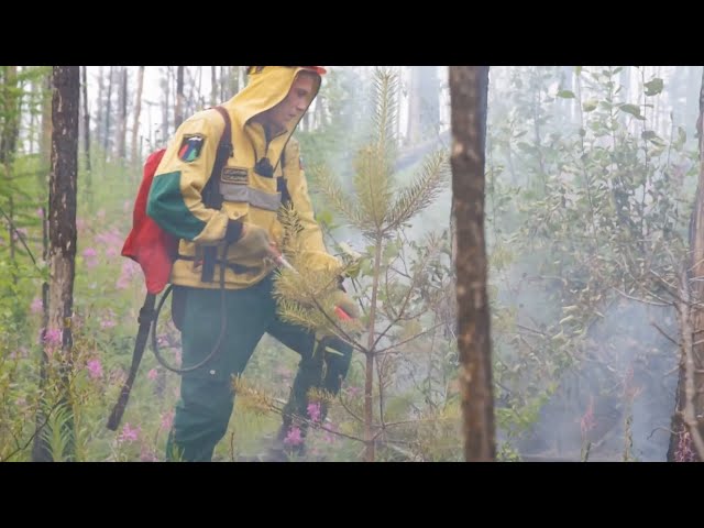 В лесах Приангарья ликвидировали 44 возгорания