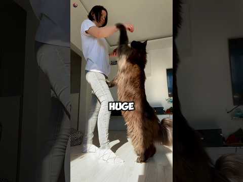 4 Reasons Why You Shouldn't Adopt Maine coon Cat. #cats #cat #mainecoon