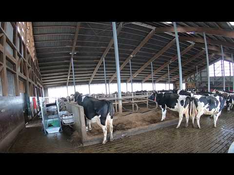 Zeitraffer Klauenbad bei Kühen machen