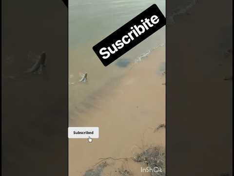 pesca de boga en lavalle corrientes #pesca #lineadepesca #lineadepesca #fishing #fishing #pescasub