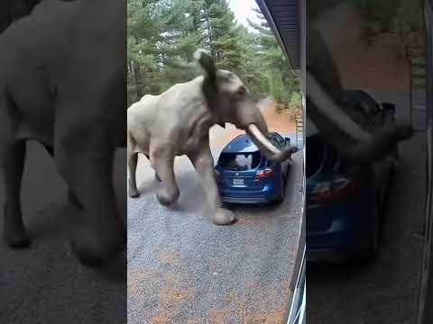 I Realized Too Late! The Elephant Was Coming!