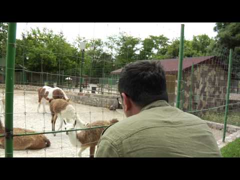 Fisi I Faunes - Episodi 8