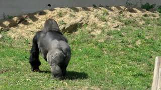 preview picture of video 'Gorilles des plaines de l'ouest Saint Martin la Plaine'