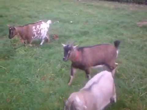 download lagu mp3 mp4 Chevre Bele, download lagu Chevre Bele gratis, unduh video klip Chevre Bele