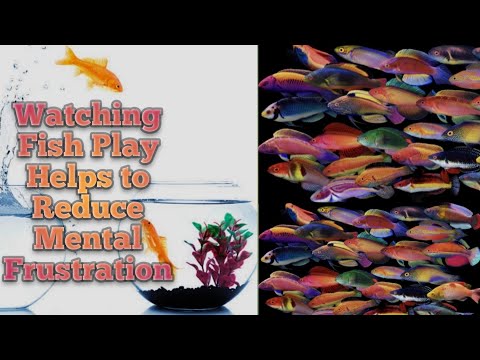 Kunjutty Mampuram🐠🐡🐟#Golden #Carp #Fish Run Race Popular #Aquarium Fish #Doctor Fish Rescue Fish 