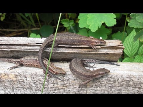 ЯЩЕРИЦА-Застукана с Поличным - Lizard