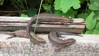 ЯЩЕРИЦА-Застукана с Поличным - Lizard