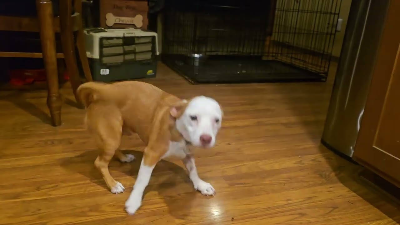 Enlarge major, a Adoptable mixed breed in Olympia, WA video 4/4