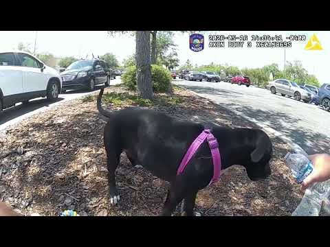 Cops Free Puppy Trapped in Hot Car Owner Charged With Animal Cruelty