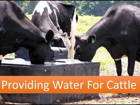 Providing Water For Cattle