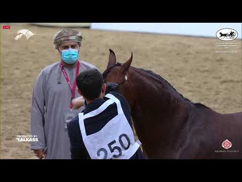N 250 BADI ATHBAH   9th Qatar National AHS for Individual Owners   Stallions 4 6 Years Old Class 10B