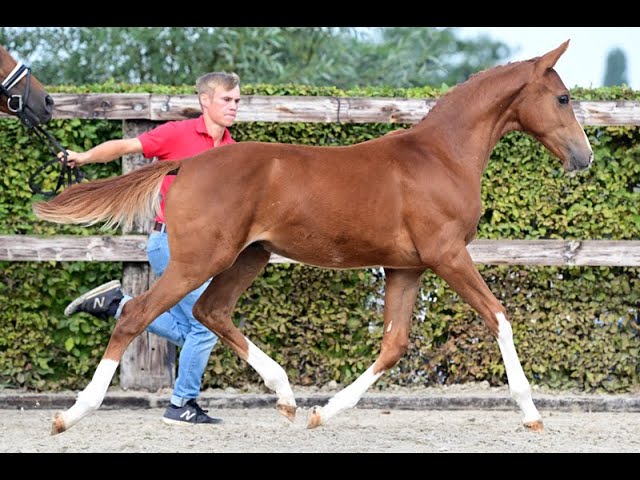 WALKYRIE (Dressage)