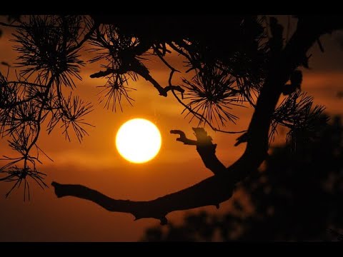 Fermi Paradox: The Rare Sun Hypothesis