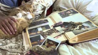 The Smithereens - Room Without A View