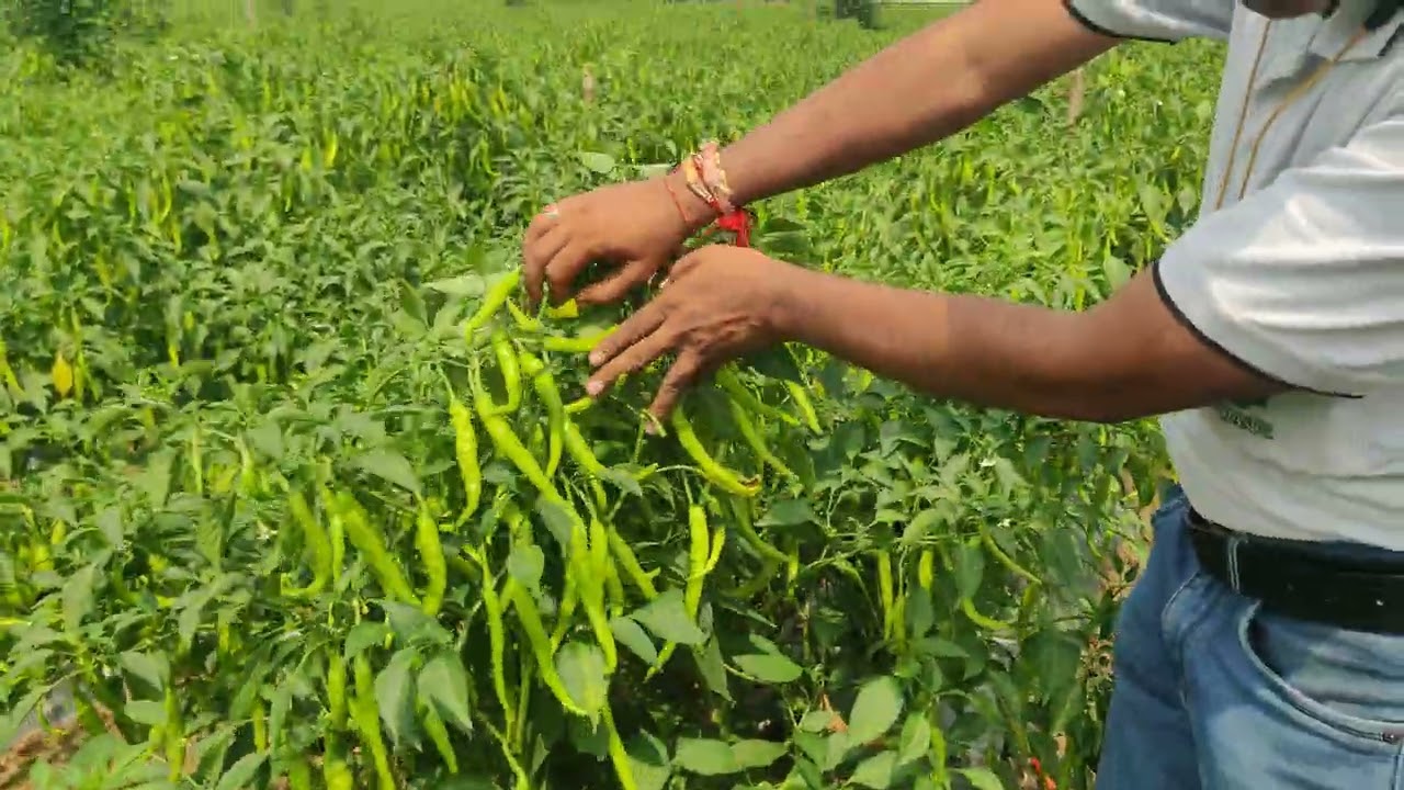 VNR 109 chilli variety |