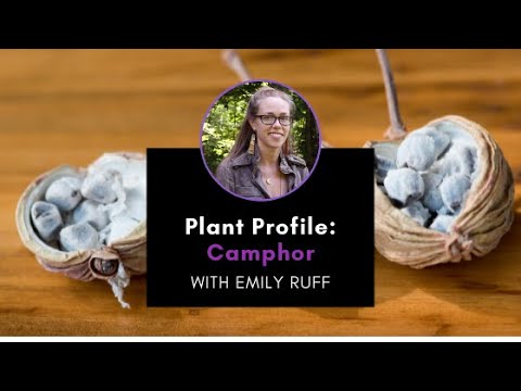 Plant Profile: Camphor with Emily