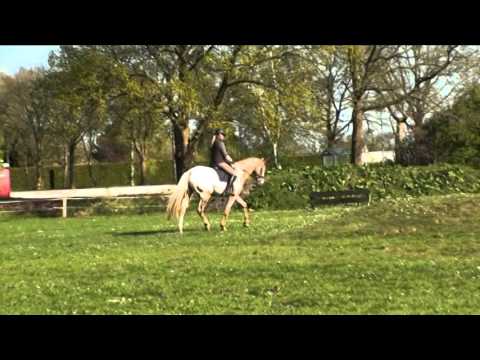 BM Sportpferde/cameo Wallach von jedem Anfänger problemlos reitbar