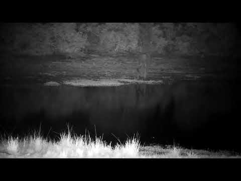 Djuma: Lone Elephant drinking at the dam - 21:45 - 10/23/2022