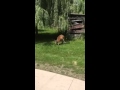 PeriscopeCo DetroitZoo Kangaroos Pt 2