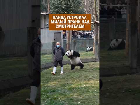 Панда устроила милый пранк над смотрителем#новости#панда#япония#зоопарк