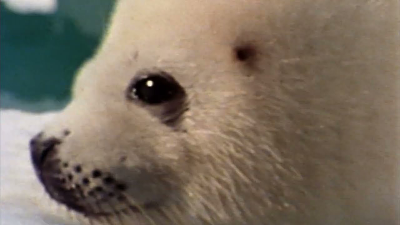 Ocean Warrior 🎥The Beginning - Paul Watson - Sea Shepherd - Documentary 🎥 EXCLUSIVE FOOTAGE