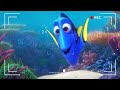 Dory S Reef Cam Relaxing Ambiance 1 HOUR
