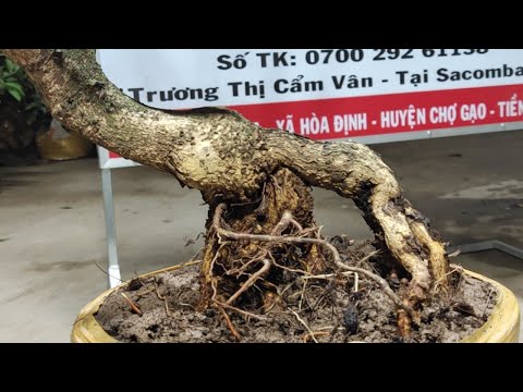 Tối 17/11 Vân 0857703620 mai vàng giá rẻ Chọn Nhanh