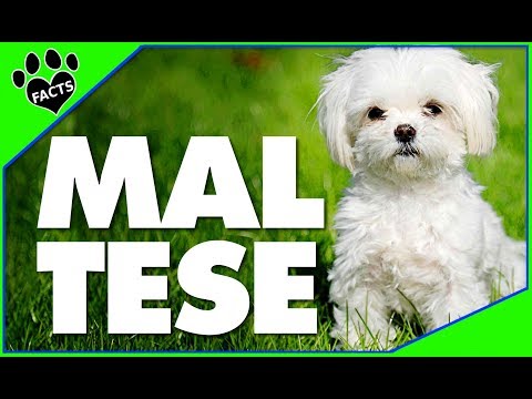 マルチーズ犬 101番人気の犬種 (Maltese Dogs 101 Most Popular Dog Breeds)