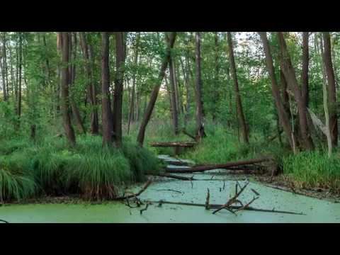 Gdzie fotografować w Dolinie Baryczy - Olszyny Niezgódzkie