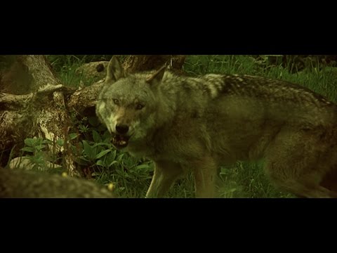 Eco & Driftmoon — Trust In The Wind