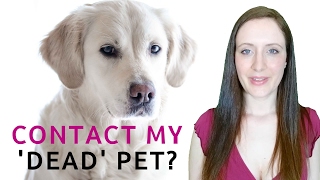 Can I Communicate With My Dead Pet? Contact My Pet That Died?