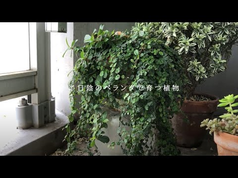 庭やバルコニーに最適な最も美しいつる植物トップ12  庭園