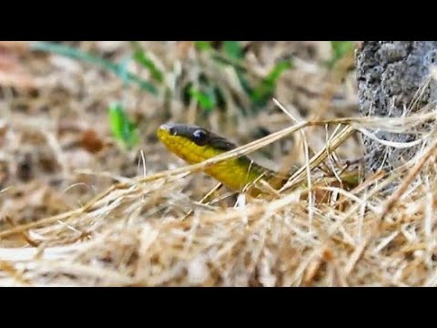 Machete Snake just observing | Trinidad 🇹🇹