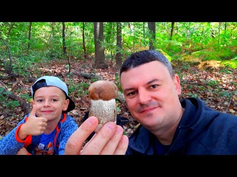 Gljiva Topolov Djed - Lat. Leccinum Duriusculum