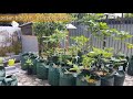 Concept Fig tree In Indonesia Fig Garden Indonesia Tanaman Pohon Tin Di pot, paling heboh!