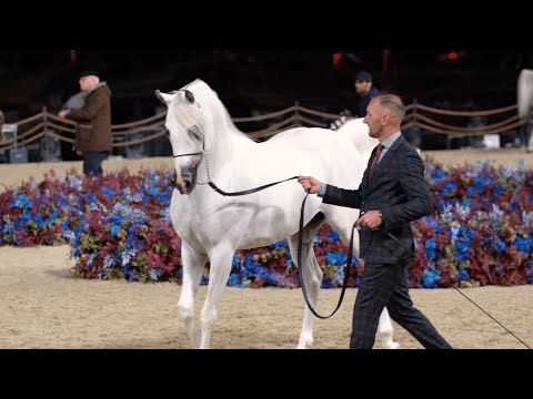 AJ SABRAN - Senior Stallion Contender, KIAHF 2023 Title Show