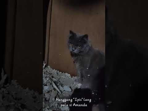 HALA! KUMAIN NG DAGA SI AMANDA?!!!!! Mouse Hunting nila PagAsa at Amanda