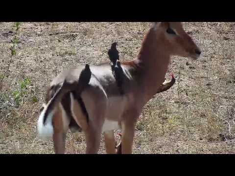 Djuma: Impala ram and Oxpeckers - 13:18 - 05/08/19
