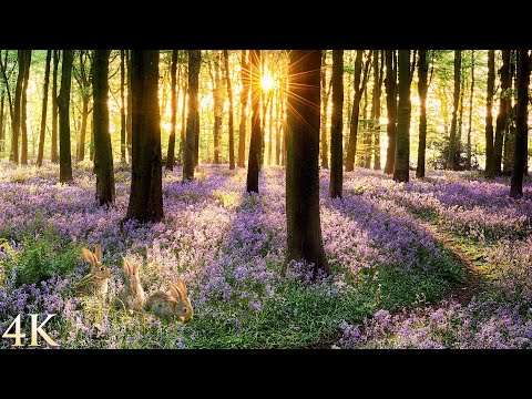 11 HOURS of 4K Enchanting Spring Nature Scenes + Relaxing Piano Music for Stress Relief