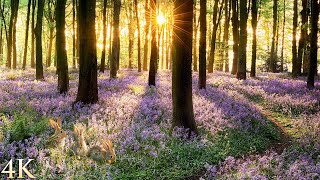 11 HOURS of 4K Enchanting Spring Nature Scenes + Relaxing Piano Music for Stress Relief