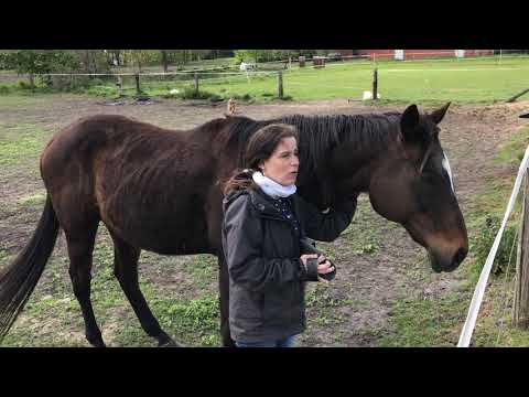 Klagelieder 3, 22-25 mit Nala & Balou - 05.05.2020