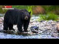Black Bear Sounds Guide