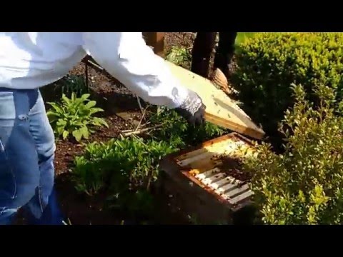 Schwarm am 01 Mai 2016