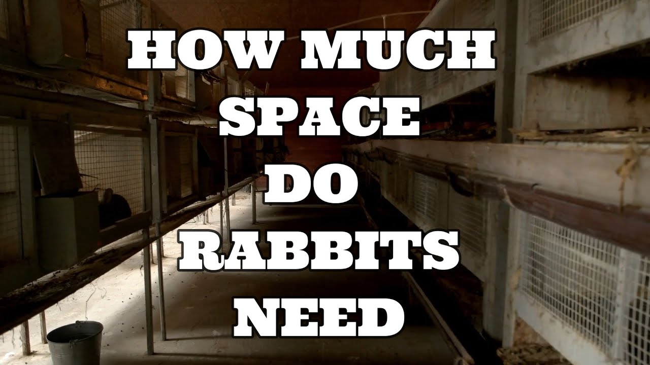 What is a good size cage for rabbits? Tipseri