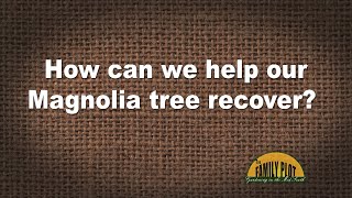 Q&A – How can we help our magnolia tree recover?