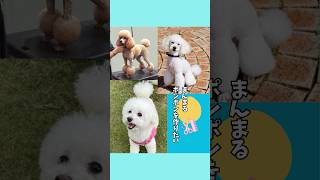 【初心者向け】今回はプードルポンポンの作り方です！#かわいい #トリミング#プードル#プードルカット#小型犬