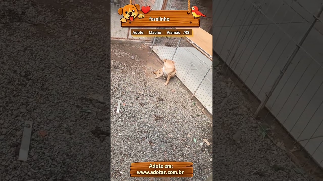 Cachorro raça SRD-ViraLata idade 7 a 11 meses nome farelinho