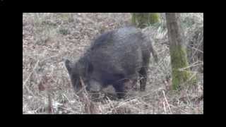 preview picture of video 'Wild Boar at The forest of dean'