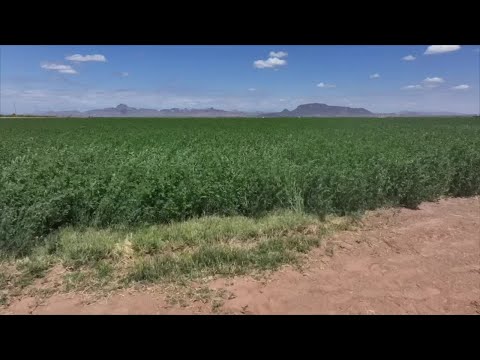 Valley farmer says Chinese tariffs have crushed the alfalfa export market